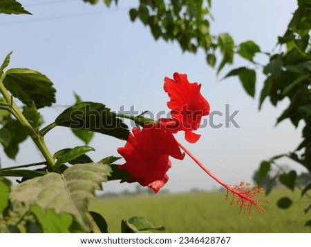 Amazing Macro Picture Red Hibiscus flowers, Beautiful Red Flowers captured detailed high quality 