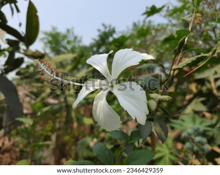 Amazing Macro Picture White Hibiscus flowers, Beautiful White Flowers captured detailed high quality