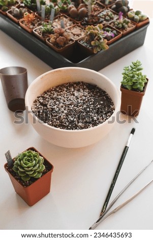 Soil for succulent plants. home gardening tools. top view on white background. Copy space. Hobby and small business concept. Transplanting, collection of cactuses 