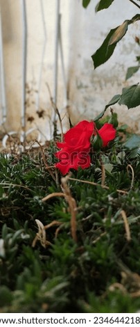 red rose picture in garden 