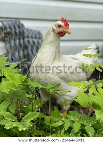 White hen in the grass. Free chicken, homestead Royalty-Free Stock Photo #2346445911