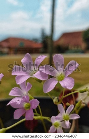 Butterfly calincing , red calincing , purple calincing or butterfly flower (Oxalis triangularis) is one of the ornamental plants belonging to the genus oxalis.