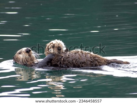 Mother Otter and Her Adorable Pup