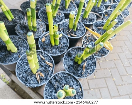 The display of hockey or lucky bamboo or in Indonesian mean "bambu hoki" with growing media in small pots.