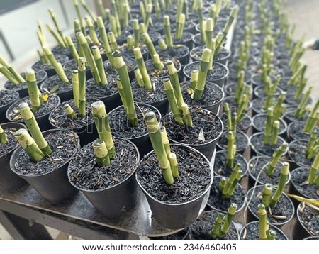 The display of hockey or lucky bamboo or in Indonesian mean "bambu hoki" with growing media in small pots.