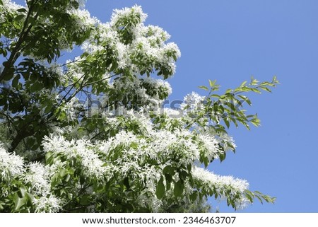 Nature Korea, spring news, flower,Nature Korea, spring news, flower,Chionanthus retusa,white snow flower, blue sky