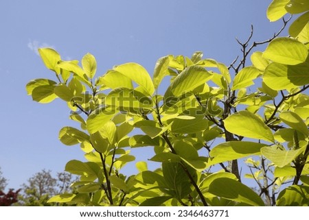 Nature Korea, spring news, flower,magnolia,blue sky