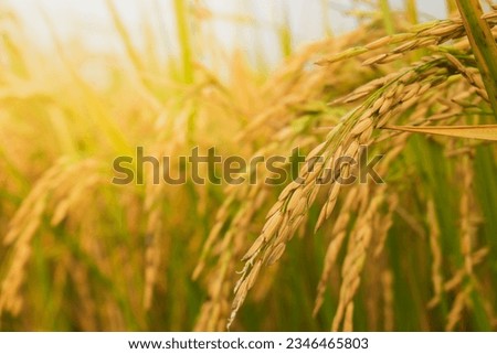 Rice field. Close up yellow rice seed ripe and green leaves on nature background. Beautiful golden rice field and ear of rice.  Royalty-Free Stock Photo #2346465803