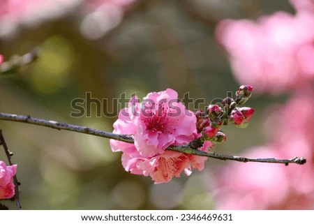 View of a cherry blossom tree branch with a cluster of pink flowers and buds blooming with depth of field background.