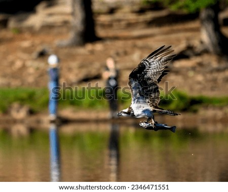 Photograph of an Osprey with a fish