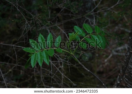 Miscellaneous green leaves seen on the hiking trail