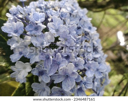 Photo of a very beautiful blue flower in the garden