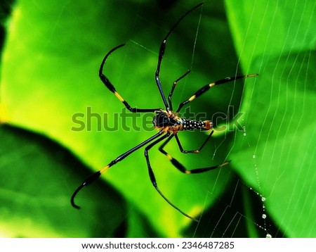 the golden orb-weaving spider nephila Pilipes with the green background