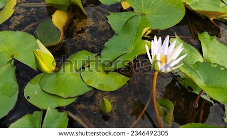 The lonely but beautiful white lotus represents purity, peace and tranquility, rehabilitating the mind to free from all things. fate of life white flower background