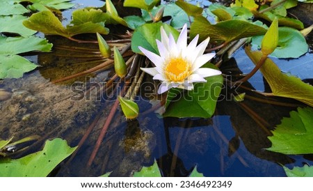 The lonely but beautiful white lotus represents purity, peace and tranquility, rehabilitating the mind to free from all things. fate of life white flower background