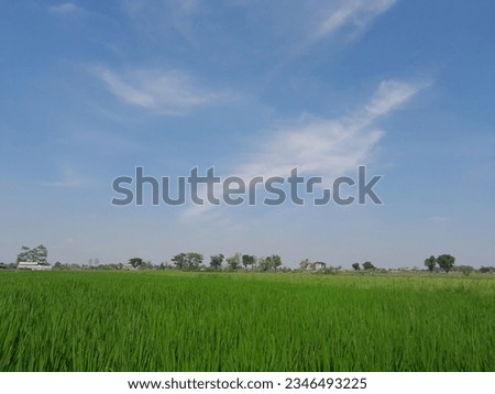 Rice plants in a very wide expanse of rice fields and a very clear sky