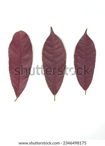 Picture of three red leaves, with an oval shape and a striped pattern on each leaf. 