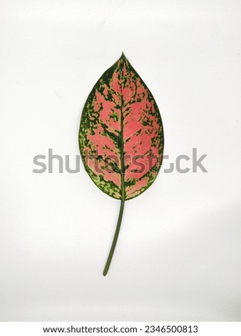 an image of an aglonema leaf with a unique and beautiful pattern, in red, green, pink, for the design of wallpapers, sheets, book covers, etc.