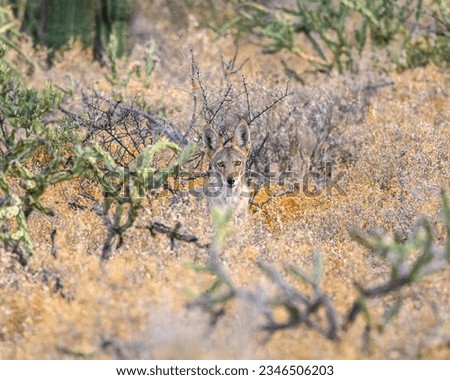 Photograph of a Coyote in the Arizona desert.
