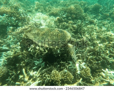 Wild sea turtle swimming in the afternoon under the sea surrounded with beautiful coral reefs and clean ocean