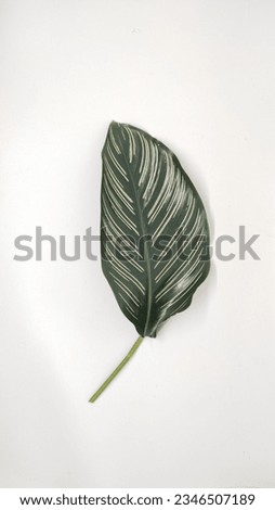 a picture of a dark green exotic leaf with a striped pattern on the leaf, has a beautiful line color of pink, yellow, brown, green, and white