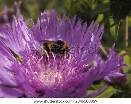 A northern white-tailed bumble bee(Bombus magnus) on a cornflower aster(Stokesia laevis) searching for pollen, close up, beauty of nature