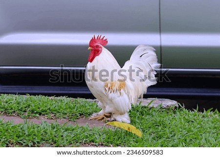 Bantam chicken standing on the ground near a car park of house on the morning with selective focus. Royalty-Free Stock Photo #2346509583