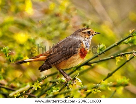 close up of Bluethroat bird perches on a branch. Background is blurred garden. 