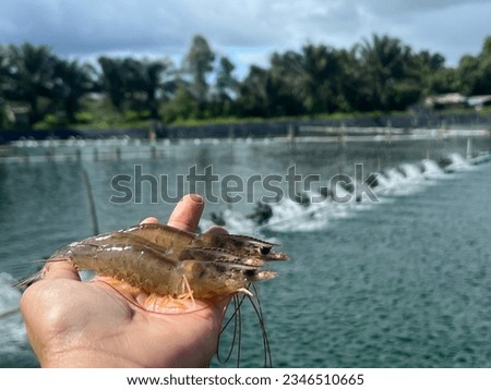 Three white vannamei prawns lie on hand and there is a pond and a blurred water propeller in the background. Royalty-Free Stock Photo #2346510665