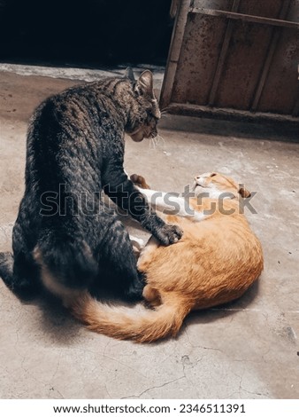 Cats fight in the middle of night
