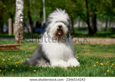 Bobtail Old English Sheepdog cute dog in a green park Royalty-Free Stock Photo #2346514243