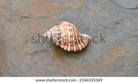 Single striped sea shell on a rock Royalty-Free Stock Photo #2346535369