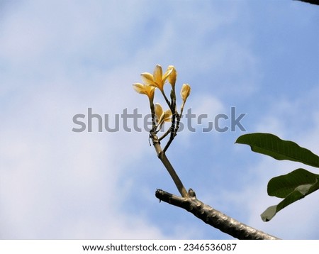 Gorgeous yellow kamboja (Plumeria) flowers blooming against a brilliant blue sky