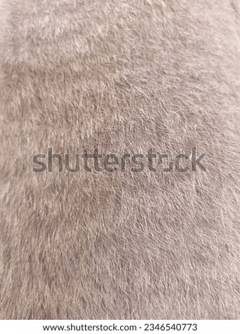exotic gray cat fur that was taking a nap