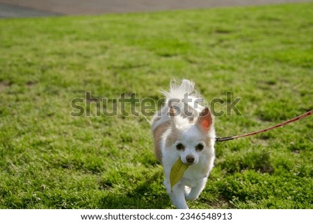 Chihuahua walking with leaves in its mouth
