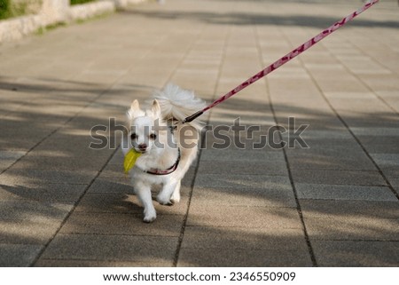 Chihuahua taking a walk in the park with a leaf in its mouth