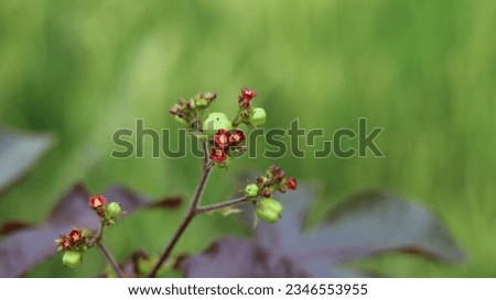 Creative layout made of green leaves and flower