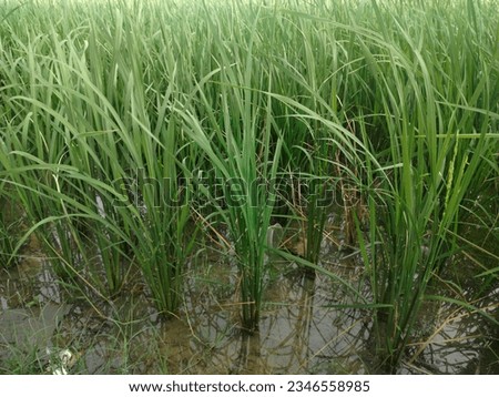Green Colored Paddy Frim On Field Photo. Rice fields, Rice deeds growing on the field.