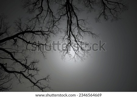 Leafless Oak tree branches silhouette. Black and white. Natural oak tree branches silhouette on a white background. Silhouettes of a dark gloomy forest with textured trees on a white background. 
