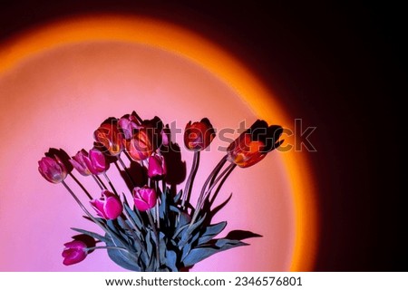 Pink colored tulip flower in neon light on orange gradient background in the night light. Creative dark holiday concept. Copy space greeting card Floral bouquet of fresh flowers. Aesthetic sunset lamp