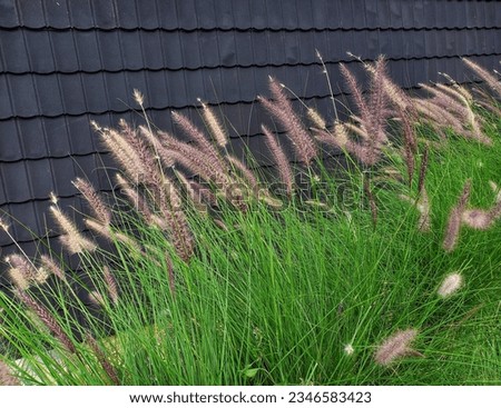 beautiful purple fountain grass with black roof in the background Royalty-Free Stock Photo #2346583423