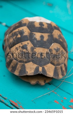 Hollow tortoise shell isolated on blue color old wooden background. Vertical close-up.