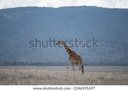 Reticulated Giraffe of northern Kenya, Lewa Wildlife Conservancy, Africa