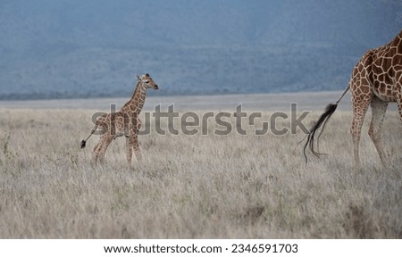 Reticulated Giraffe of northern Kenya, Lewa Wildlife Conservancy, Africa