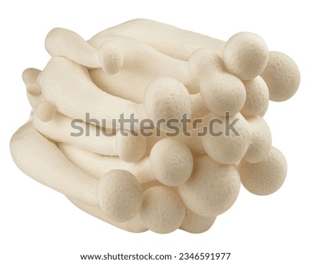 Shimeji mushroom, white beech mushrooms, isolated on white background, clipping path, full depth of field