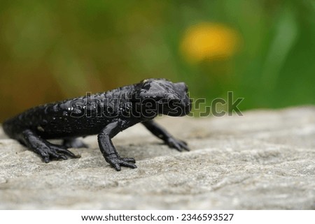 Natural closeup on the secretice black Alpine salamander, Salamandra atra in Austria