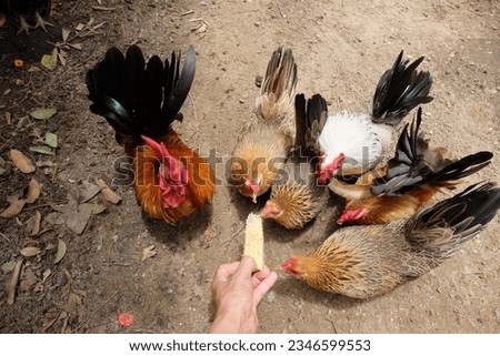 It's time to feed the bantam flock. Royalty-Free Stock Photo #2346599553