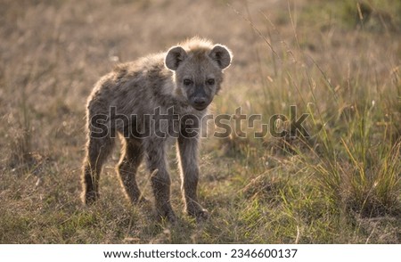 Hyena, Kenya, Maasai Mara, Africa