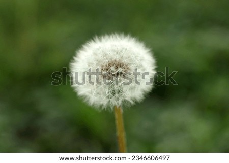 White dandelion flowers in green grass with blurred background