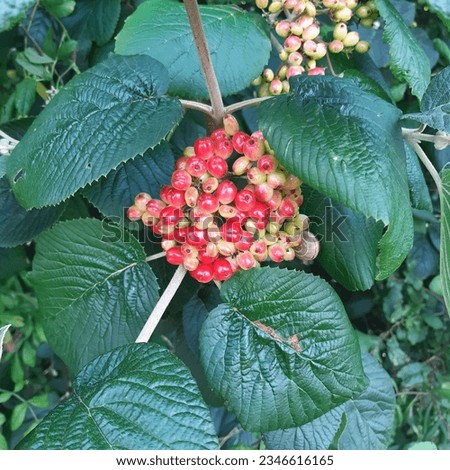 Wayfaring tree Viburnum lantana  red berries  fruits. Flower with red berries  Royalty-Free Stock Photo #2346616165